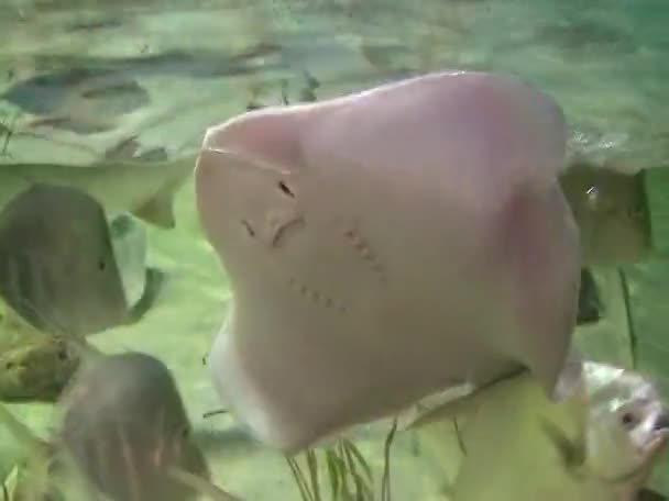 Tropical Aquarium Fish Stingray Swims Glass Cambdon Aquarium Usa — Vídeo de stock