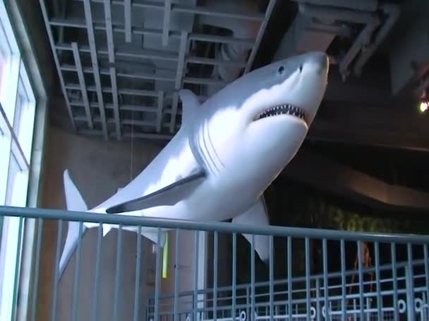 Usa Kembdon November 2009 Fake White Shark Cambdon Aquarium Usa — Vídeo de Stock