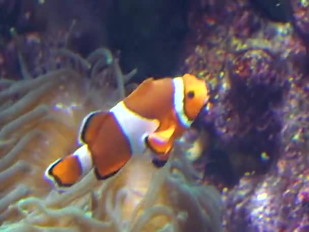 Peixes Palhaço Amphiprion Ocellaris Anemonefish Nadar Entre Tentáculos Anêmonas Simbiose — Vídeo de Stock