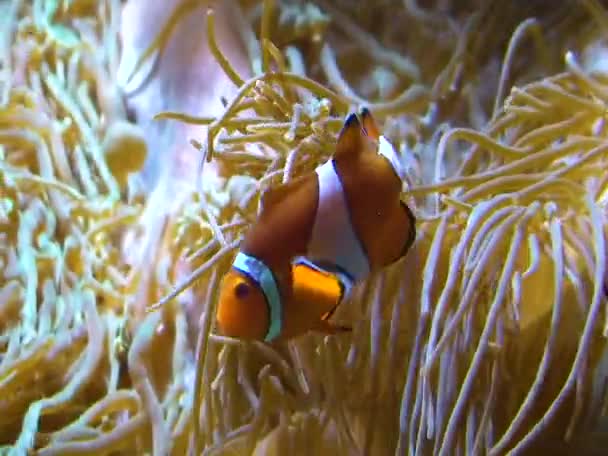 Clownfisk Amphiprion Ocellaris Anemonefish Simma Bland Tentaklerna Anemoner Symbios Fisk — Stockvideo