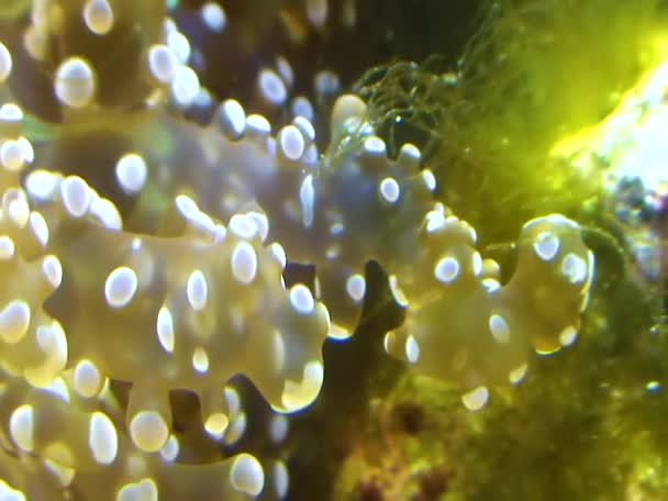 Tentacles Large Sea Anemone Marine Aquarium — Stockvideo