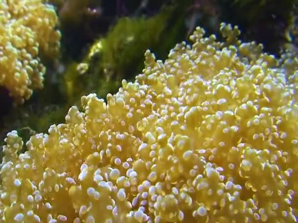 Щулини Великого Морського Анемона Морському Акваріумі — стокове відео