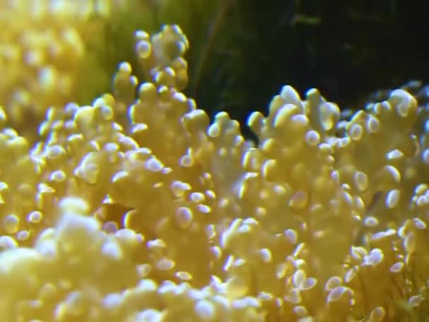 Nagy Tengeri Anemone Csápok Egy Tengeri Akváriumban — Stock videók