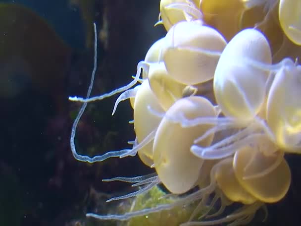Tentacles Large Sea Anemone Marine Aquarium — Vídeo de stock