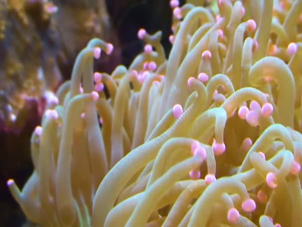 Tentáculos Anêmona Mar Grande Aquário Marinho — Vídeo de Stock