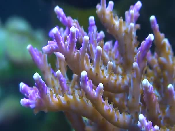 Branch Coral Aquarium Cambdon Usa — Vídeo de stock