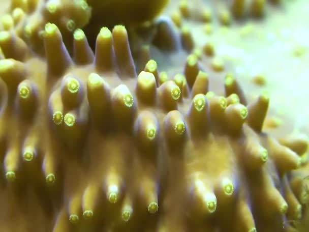 Гілка Коралів Акваріумі Камбдоні Сша — стокове відео