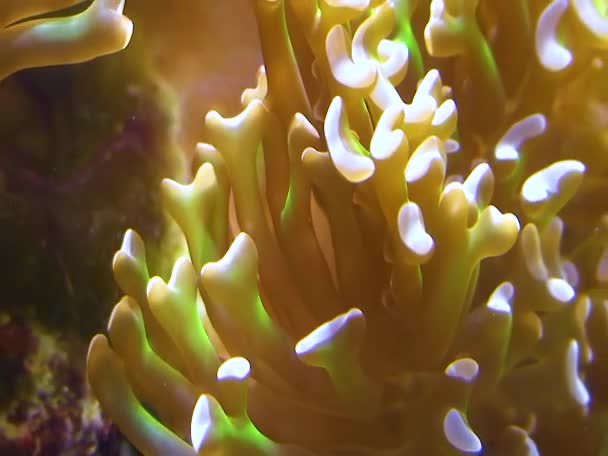 Branch Coral Aquarium Cambdon Usa — Wideo stockowe