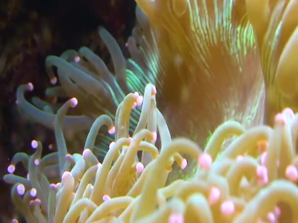 海洋水族館の大型イソギンチャクの触手 — ストック動画