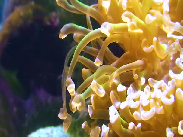 Tentakle Dużego Anemona Morskiego Akwarium Morskim — Wideo stockowe