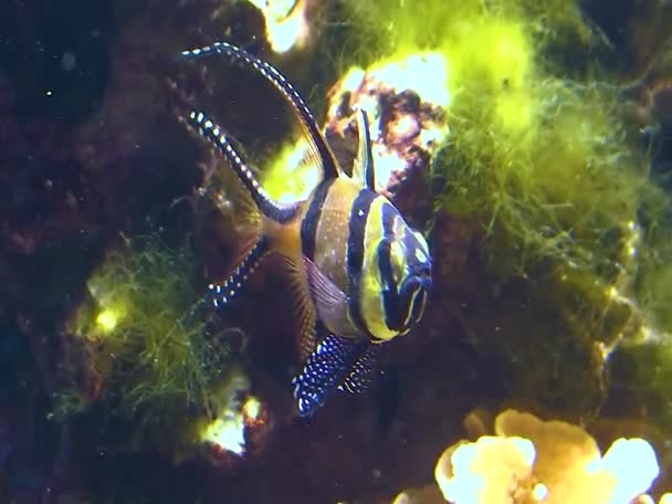 Tropical Fish Background Large Predatory Sea Anemone Adventure Aquarium Camden — Vídeo de Stock