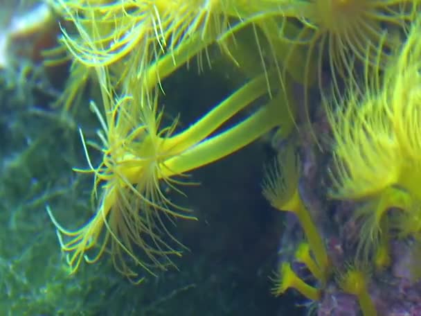 米国カンボドン水族館でサンゴのポリプを伸ばし — ストック動画