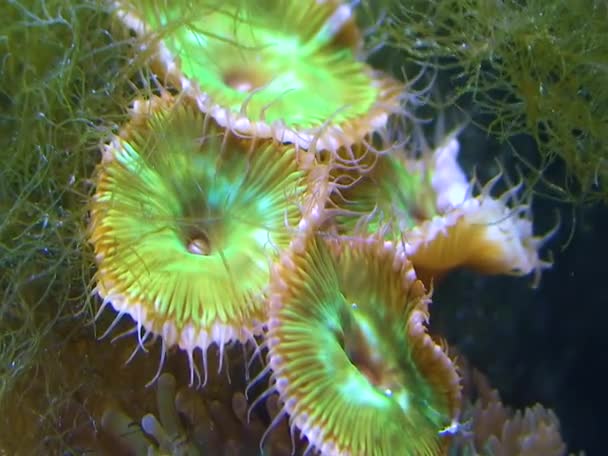 Корали Protopalythoa Zoanthus Palythoa Морському Акваріумі Пригоди Акваріум Камден Нью — стокове відео