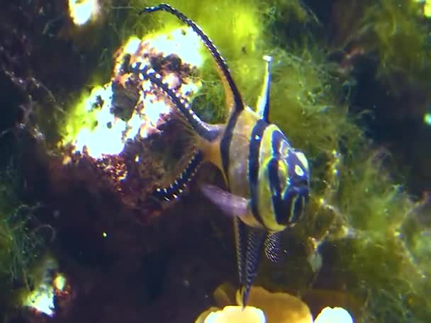 Tropiska Fiskar Mot Bakgrund Stora Rovdjur Havsanemon Äventyr Akvarium Camden — Stockvideo