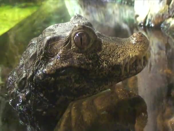 Close Hoofd Van Een Jonge Alligator Aquarium Cambdon Usa — Stockvideo
