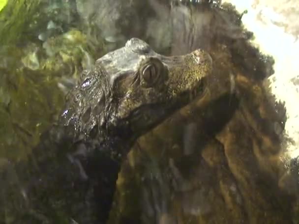 Close Head Young Alligator Aquarium Cambdon Usa — Stock Video