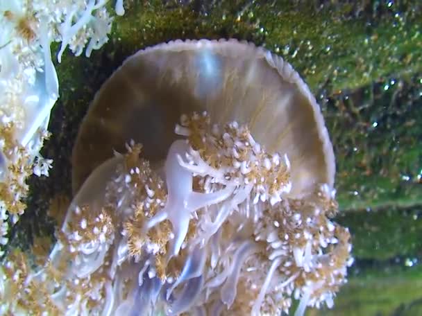 Medúza Cassiopea Andromeda Medúza Dně Pulzuje Tělem Jedovatými Chapadly — Stock video