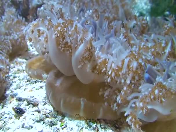 底のクラゲであるクラゲ カシオペア アンドロメダ は毒のある触手を持つ体で脈動する — ストック動画