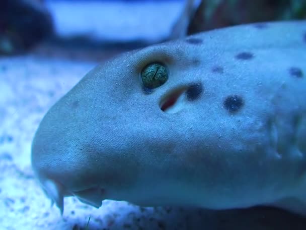 Close Head Spotted Cat Shark Aquarium Cambdon Usa — Wideo stockowe