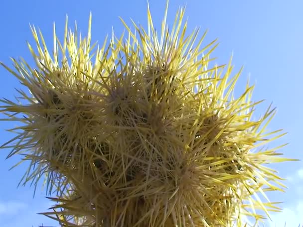 Cholla Cactus Teddybeer Cholla Cylindropuntia Bigelovii Californië — Stockvideo