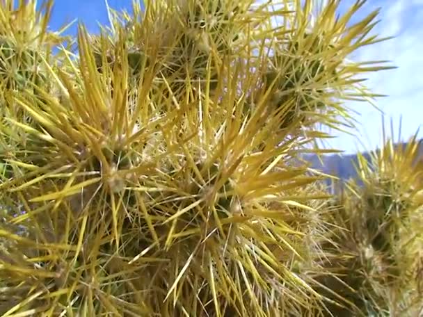 Cholla Cactus Teddy Bear Cholla Cylindropuntia Bigelovii California — Vídeos de Stock