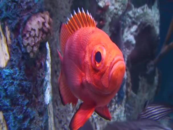 Dentex Κόκκινο Ψάρι Κοραλλιογενή Ύφαλο Ερυθρά Θάλασσα — Αρχείο Βίντεο