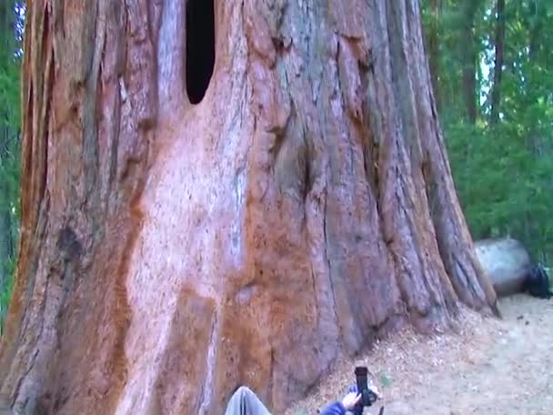 Trunk Giant Sequoia Top View Usa — Vídeo de stock