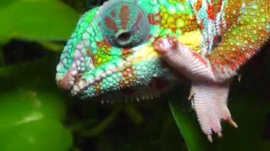 Zarif bukalemun (Chamaeleo gracilis), teraryumdaki heyecan sahnesinde çok renkli bukalemun.