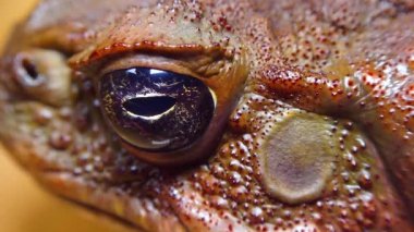 Kadife kurbağası (Rhinella marinası), bir kurbağanın kafasına ve gözüne yakın çekim