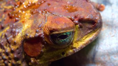 Kadife kurbağası (Rhinella marinası), bir kurbağanın kafasına ve gözüne yakın çekim