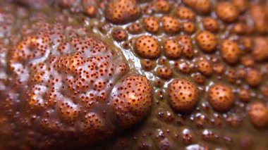 Kadife kurbağası (Rhinella marinası), bir kurbağanın derisindeki siğilin yakın çekimi. 