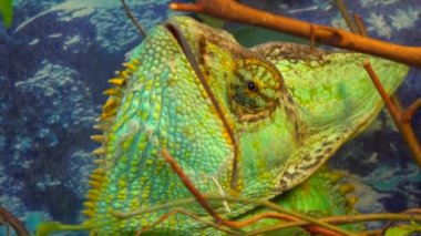 Peçeli bukalemun (Chamaeleo calyptratus), bukalemungiller (Chamaeleonidae) familyasından bir bukalemun türü.