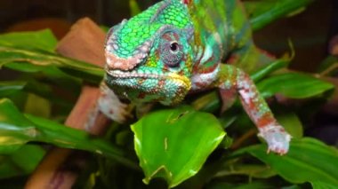 Zarif bukalemun (Chamaeleo gracilis), teraryumdaki heyecan sahnesinde çok renkli bukalemun.