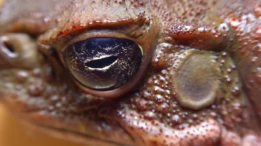 Kadife kurbağası (Rhinella marinası), bir kurbağanın kafasına ve gözüne yakın çekim