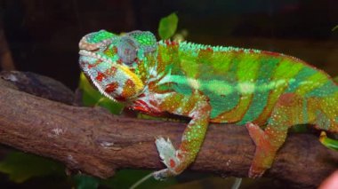 Zarif bukalemun (Chamaeleo gracilis), teraryumdaki heyecan sahnesinde çok renkli bukalemun.