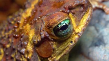 Kadife kurbağası (Rhinella marinası), bir kurbağa kafasının yakın çekimi