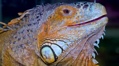Baş yakın plan Yeşil iguana, yaygın iguana (iguana iguana))