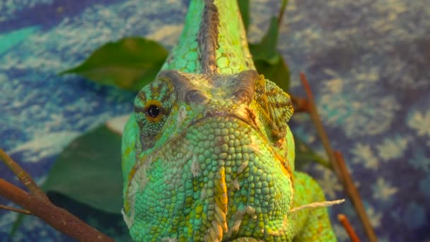 Závoj Chameleon Chamaeleo Calyptratus Druh Chameleon Chamaeleonidae Původem Arabského Poloostrova — Stock video
