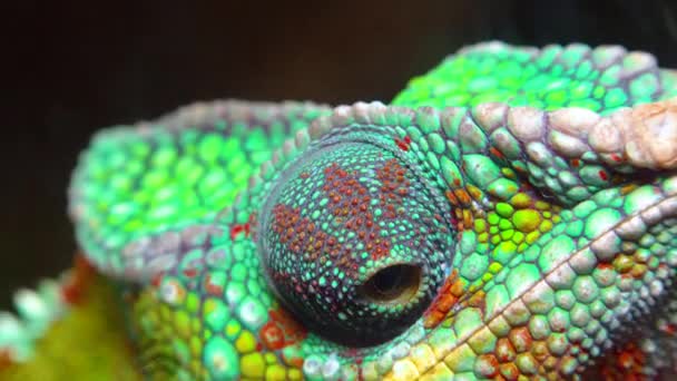 Elegantní Chameleon Chamaeleo Gracilis Pestrobarevný Chameleon Stadiu Vzrušení Teráriu — Stock video