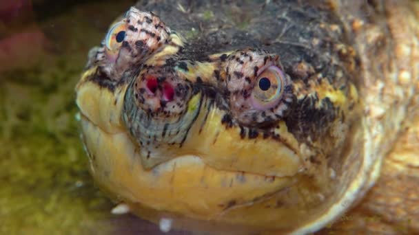 Yakın Plan Kafa Koparan Kaplumbağa Chelydra Serpentina Teraryum — Stok video