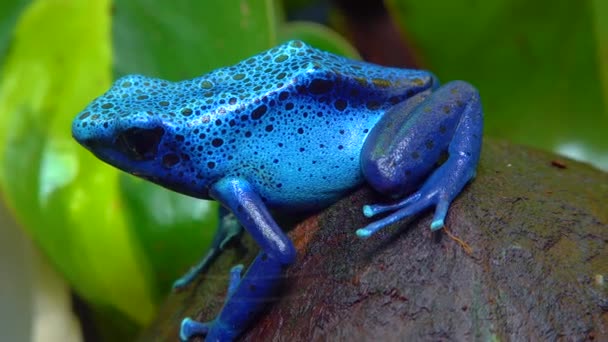 Blue Poison Dart Frog Blue Poison Arrow Frog Dendrobates Tinctorius — Wideo stockowe