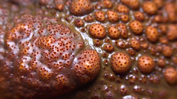 Cane Toad Rhinella Marina 두꺼비의 사마귀의 — 비디오