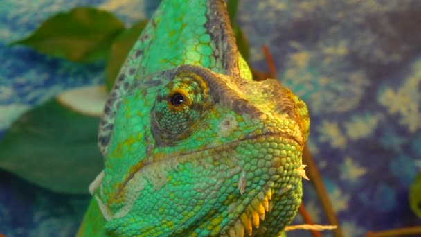 Závoj Chameleon Chamaeleo Calyptratus Druh Chameleon Chamaeleonidae Původem Arabského Poloostrova — Stock video