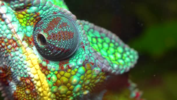优雅的变色龙 Chamaeleo Gracilis 多彩的变色龙在水族馆兴奋的舞台上 — 图库视频影像