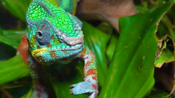 Graceful Chameleon Chamaeleo Gracilis Multi Colored Chameleon Stage Excitement Terrarium — Stock Video
