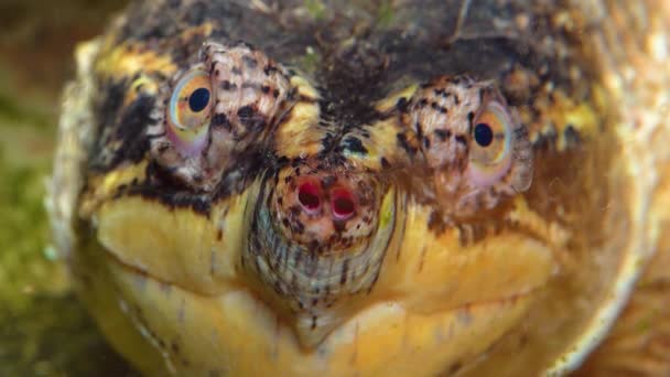 Närbild Huvud Snapping Turtle Chelydra Serpentina Terrarium — Stockvideo