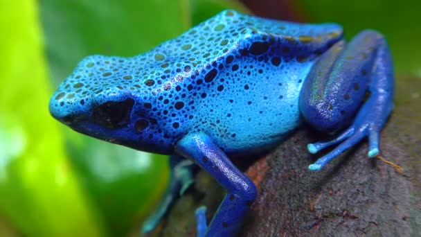 Blue Poison Dart Frog Blue Poison Arrow Frog Dendrobates Tinctorius — Vídeo de stock
