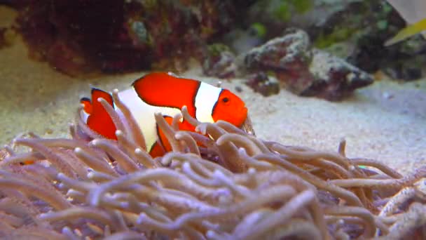 Clown Fish Anemonefish Amphiprion Ocellaris Zwemmen Tussen Tentakels Van Anemonen — Stockvideo
