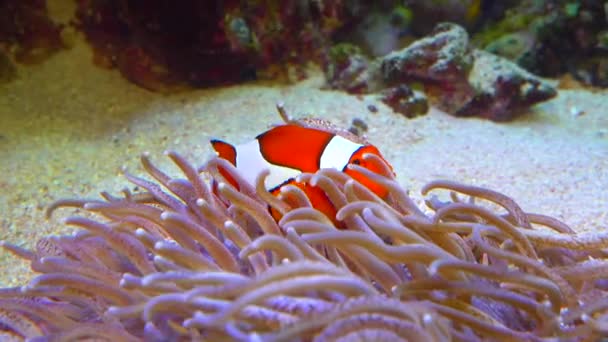 Clown Fish Anemonfish Amphiprion Ocellaris Swim Tentacles Anemones Symbiosis Fish — стоковое видео