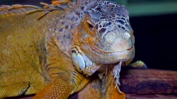头像特写绿鬣蜥 常见的鬣蜥 伊瓜纳鬣蜥 — 图库视频影像